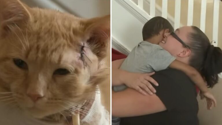 hero cat