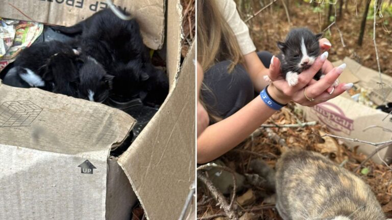 seven kitties found in the woods