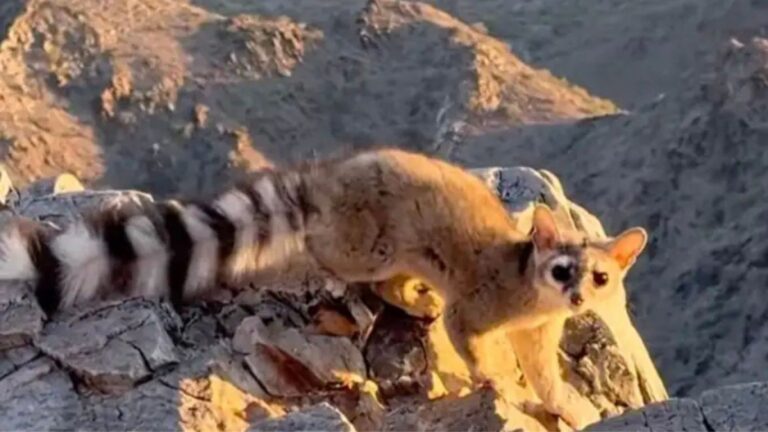 ringtail