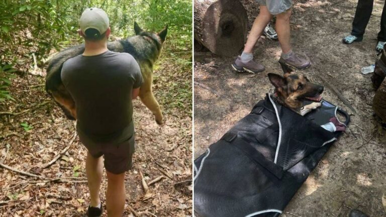 Hikers Discover Injured German Shepherd Lying