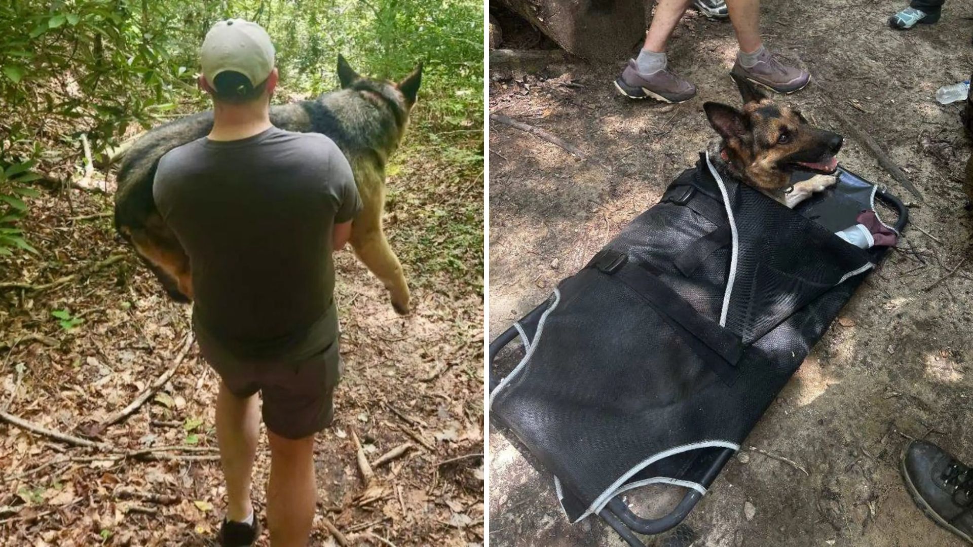 Hikers Stumble Upon A Mysterious Dog In South Carolina Woods, Unable To Move