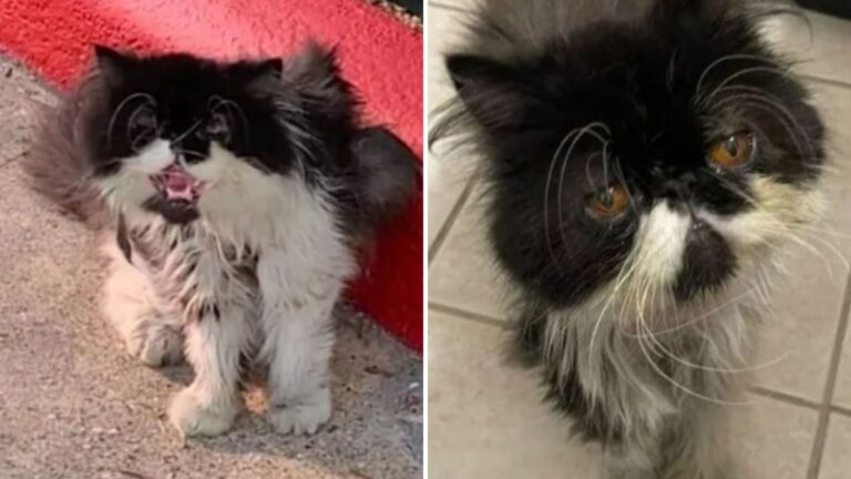 homeless cat humpton