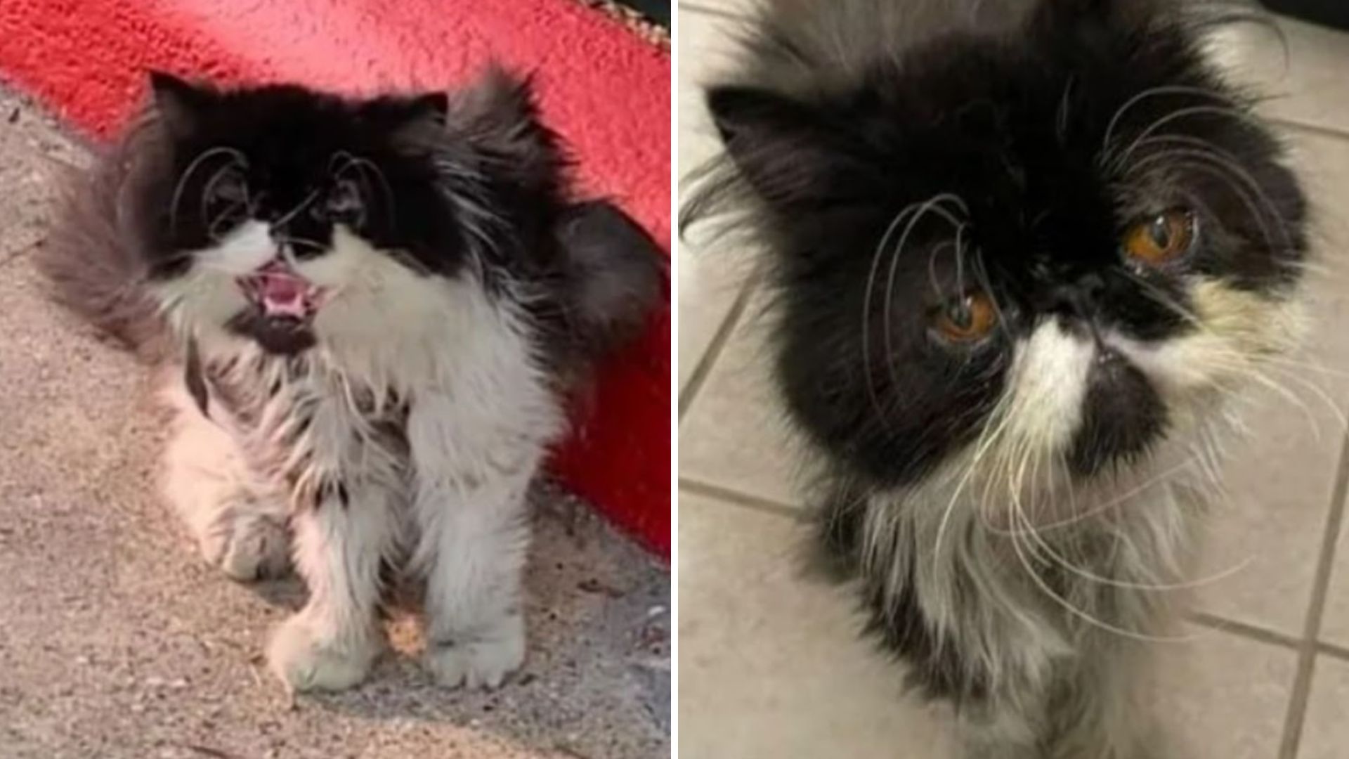 homeless cat humpton