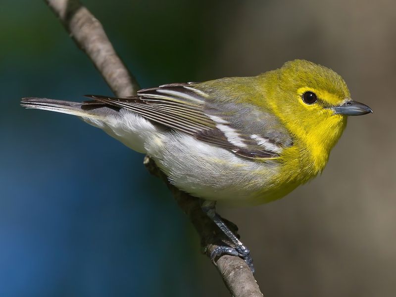 Yellow-throated Vireo