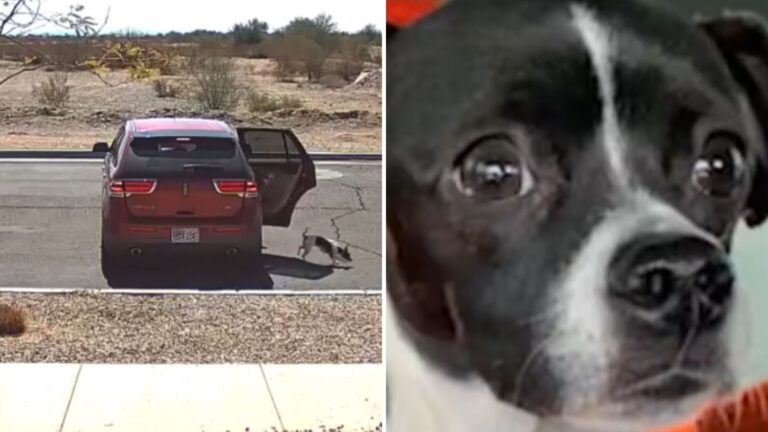 woman tosses dog from car