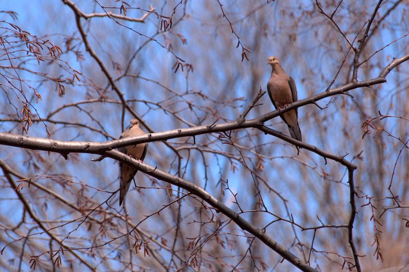 Mourning Dove
