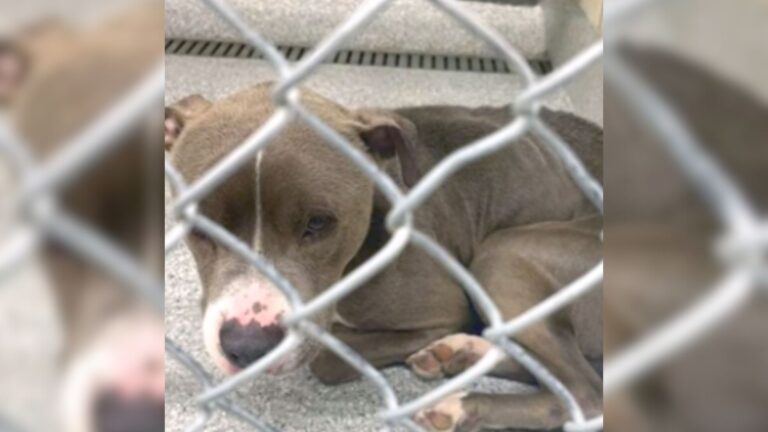 Houston Dog Found On The Brink Sparks Heartbreaking Rescue