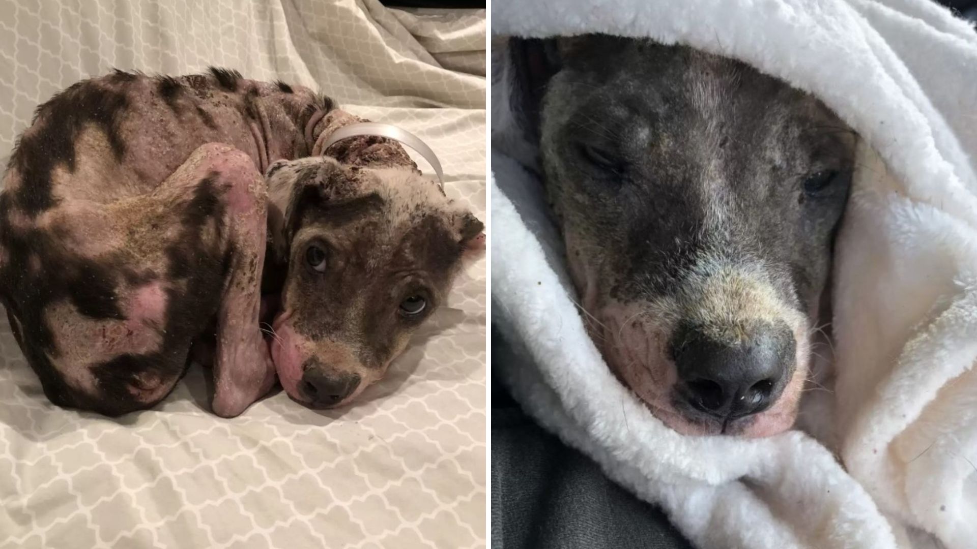texas pup's reansformation