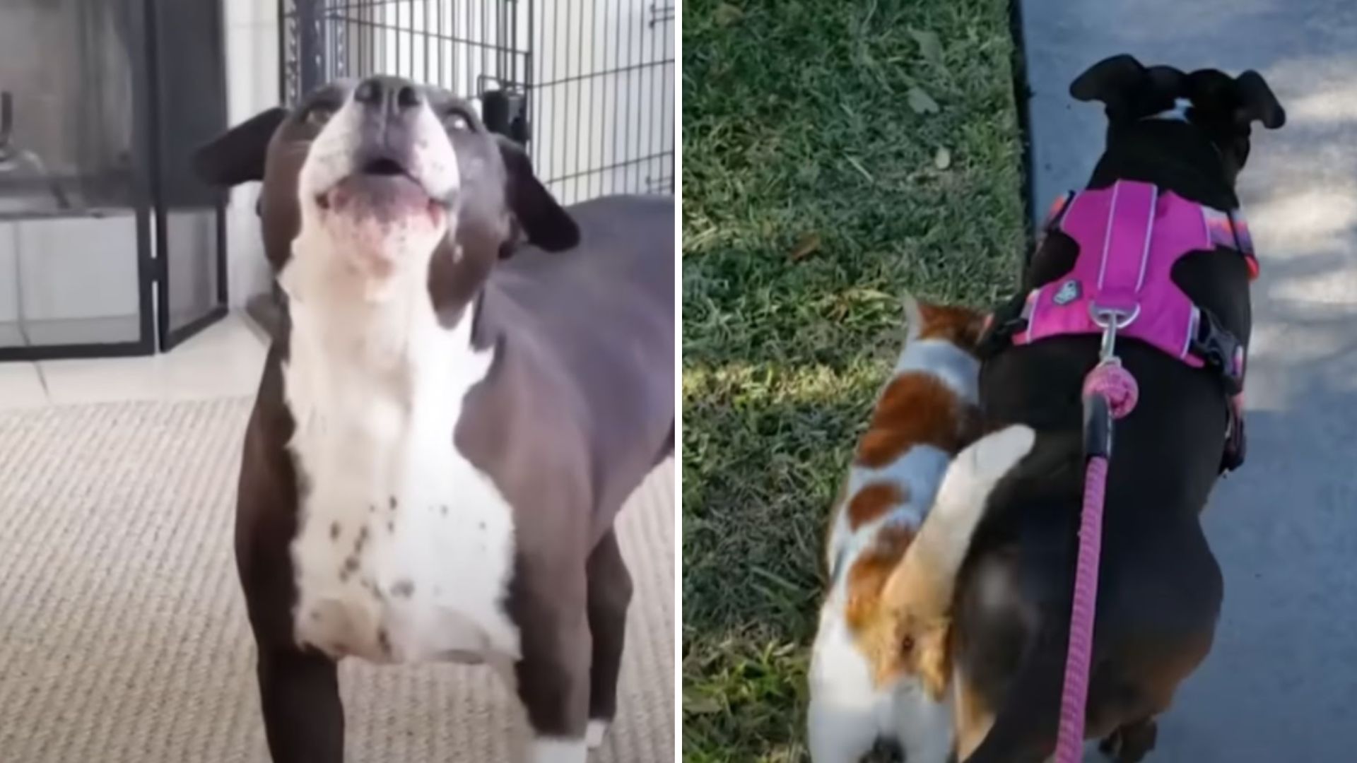 pit bull and a cat