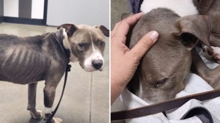 rescuers save starving dog in houston