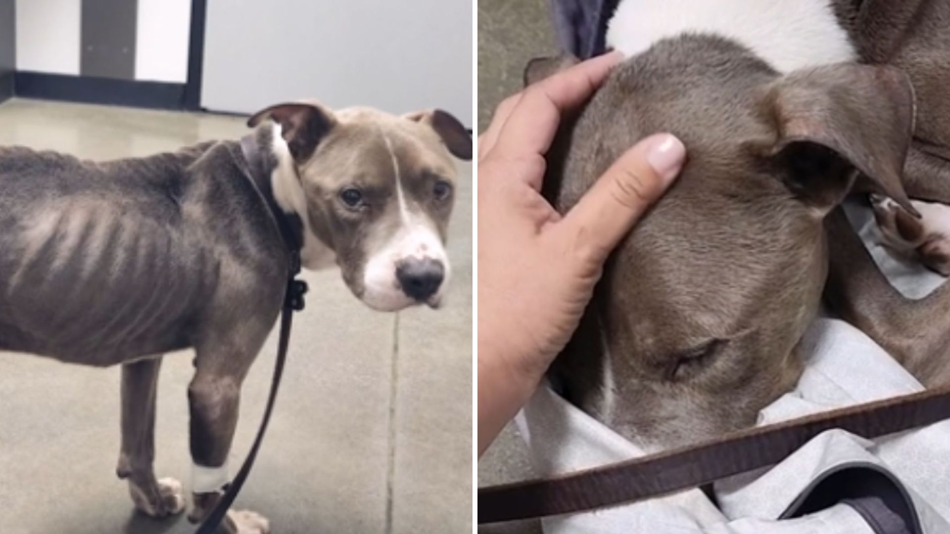 rescuers save starving dog in houston