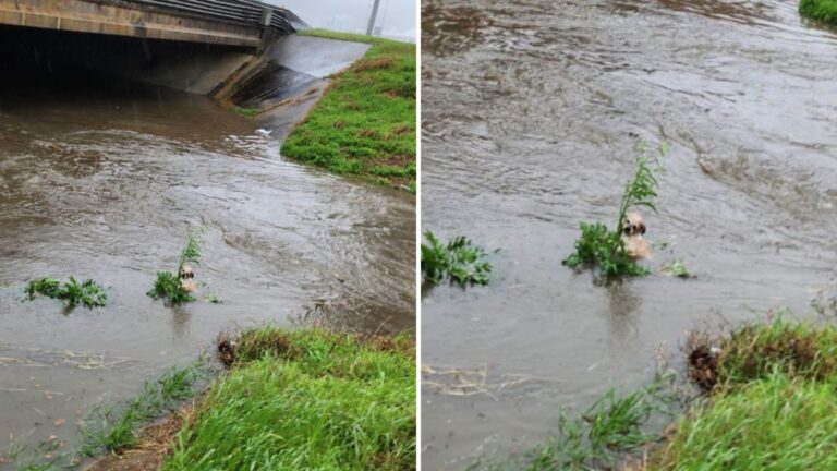 puppy struggling in flooded bayou