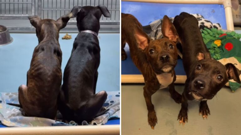 Houston Shelter Twins Face Euthanasia But Hold On For One Last Chance