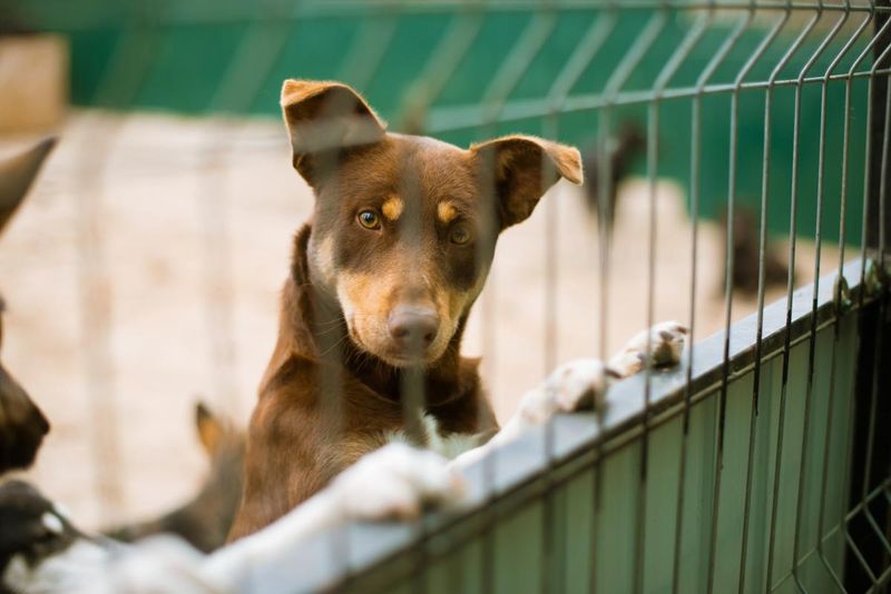 The Surge In Pet Surrenders At NYC Shelters