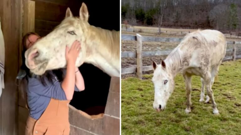 blind horse