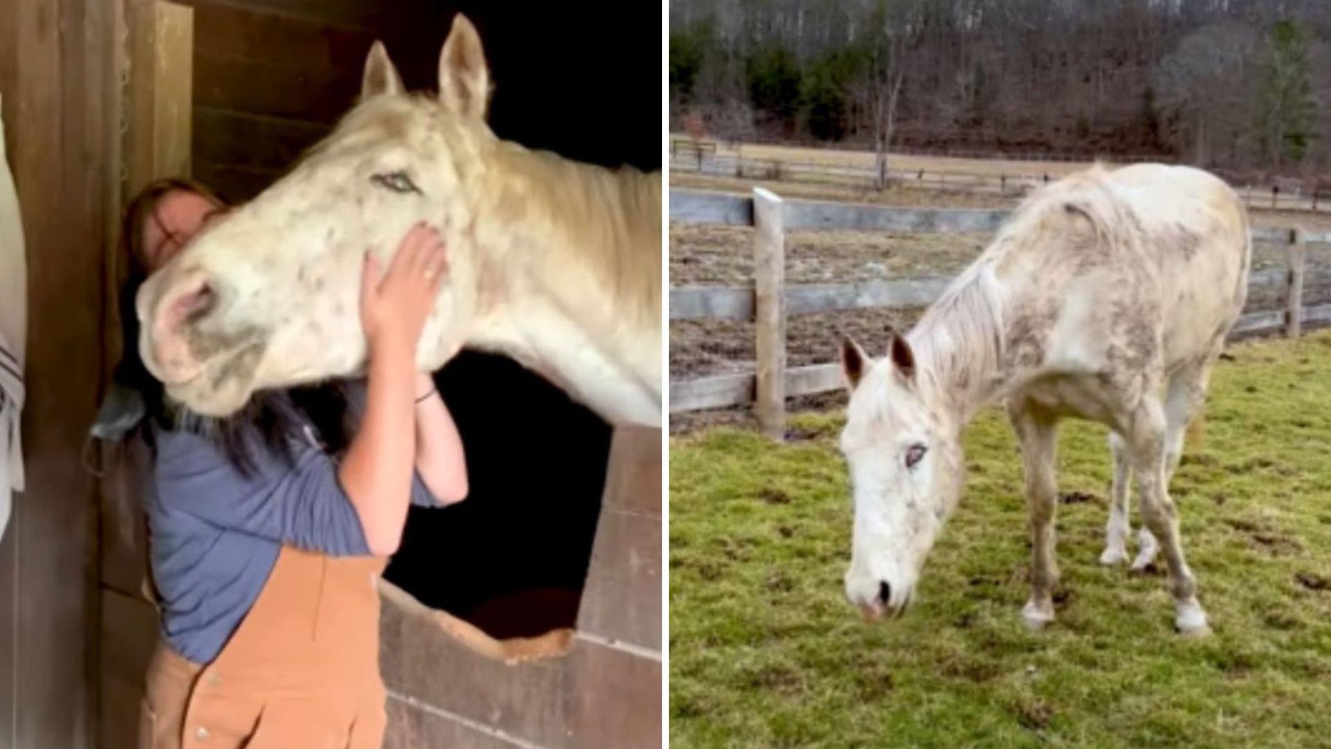blind horse