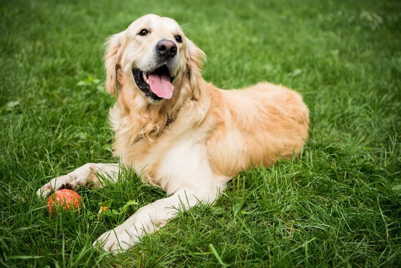 Golden Retrievers