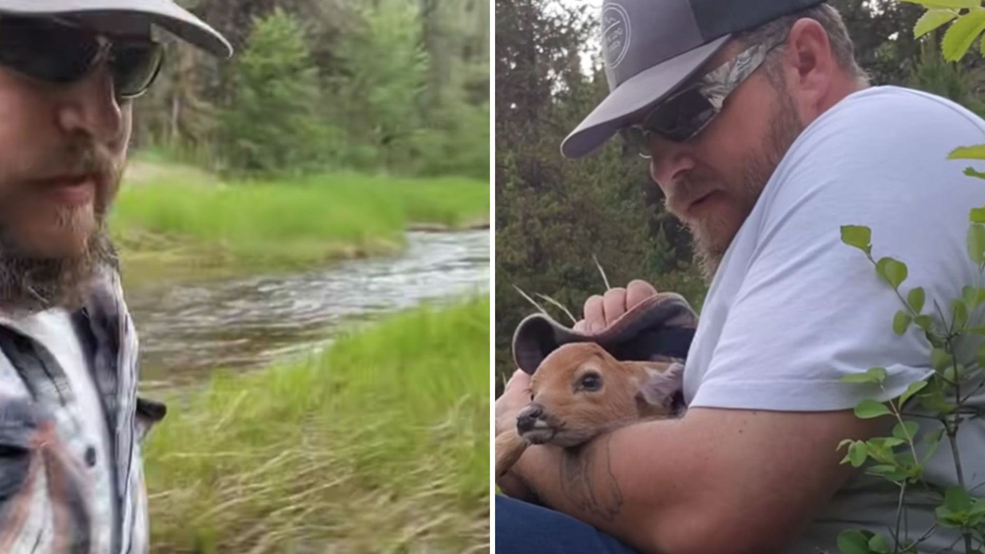 baby deer
