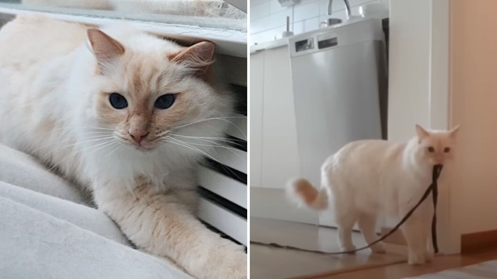 cat indoors