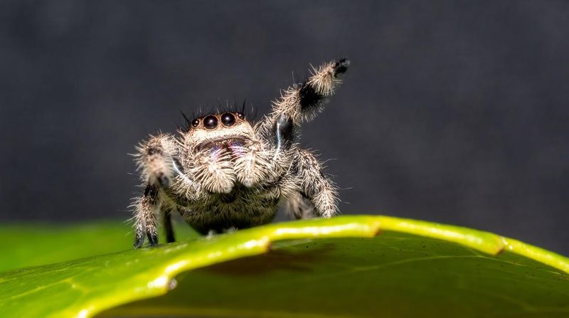 Jumping Spiders