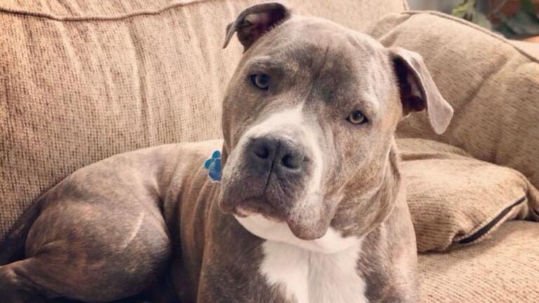 pittie trapped in burning home gets rescued