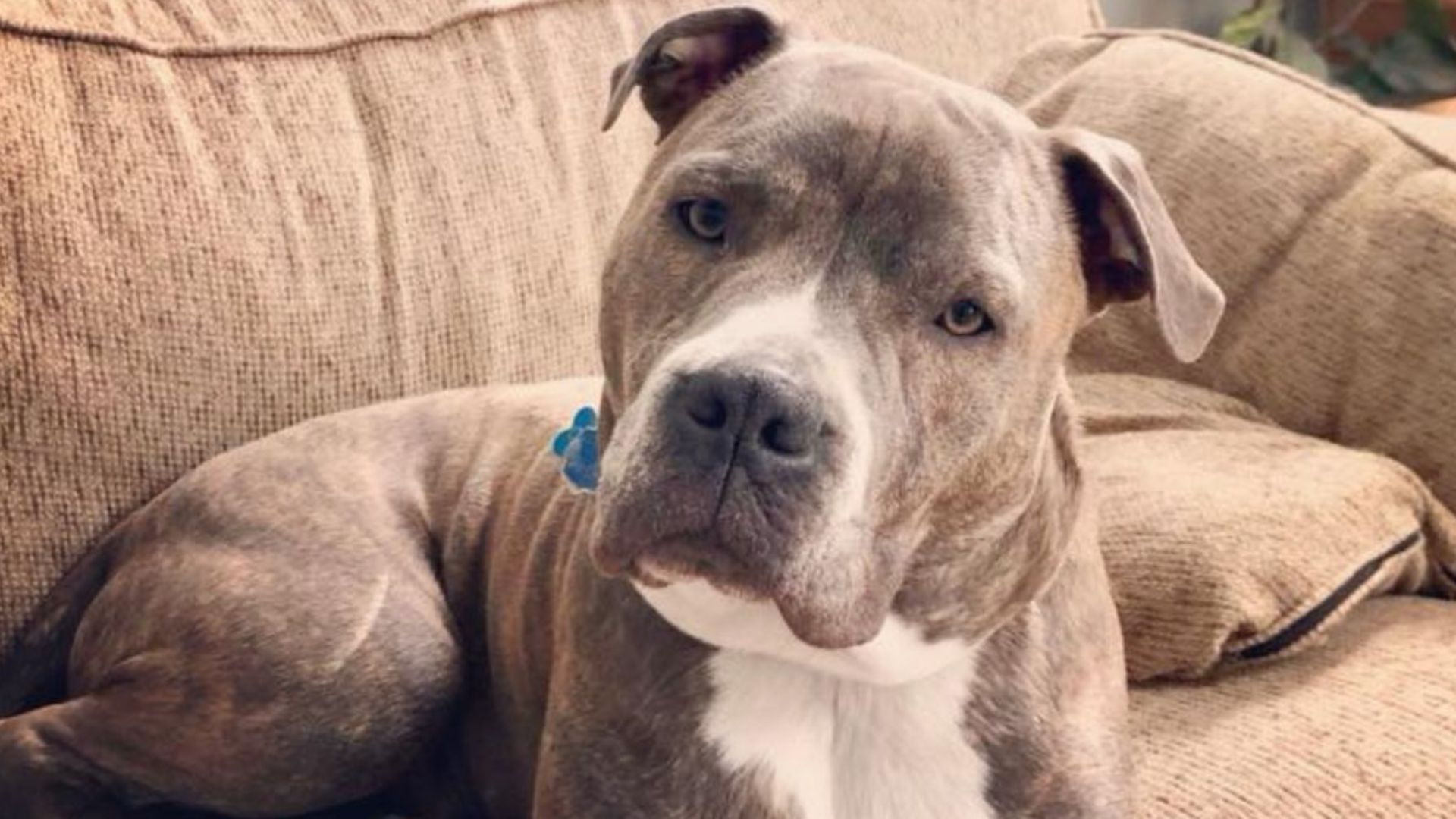 pittie trapped in burning home gets rescued