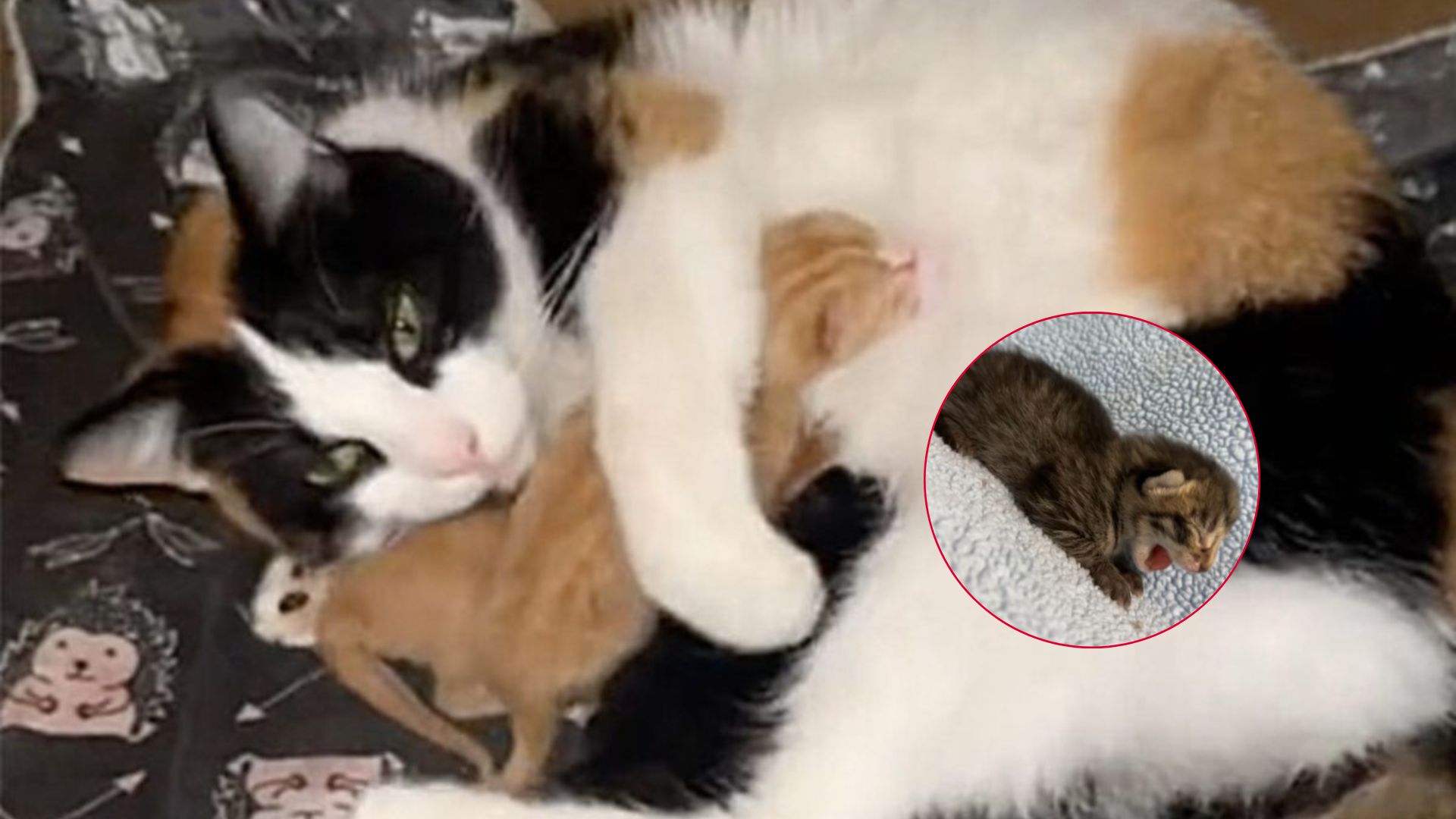 so cute mom cat with babies