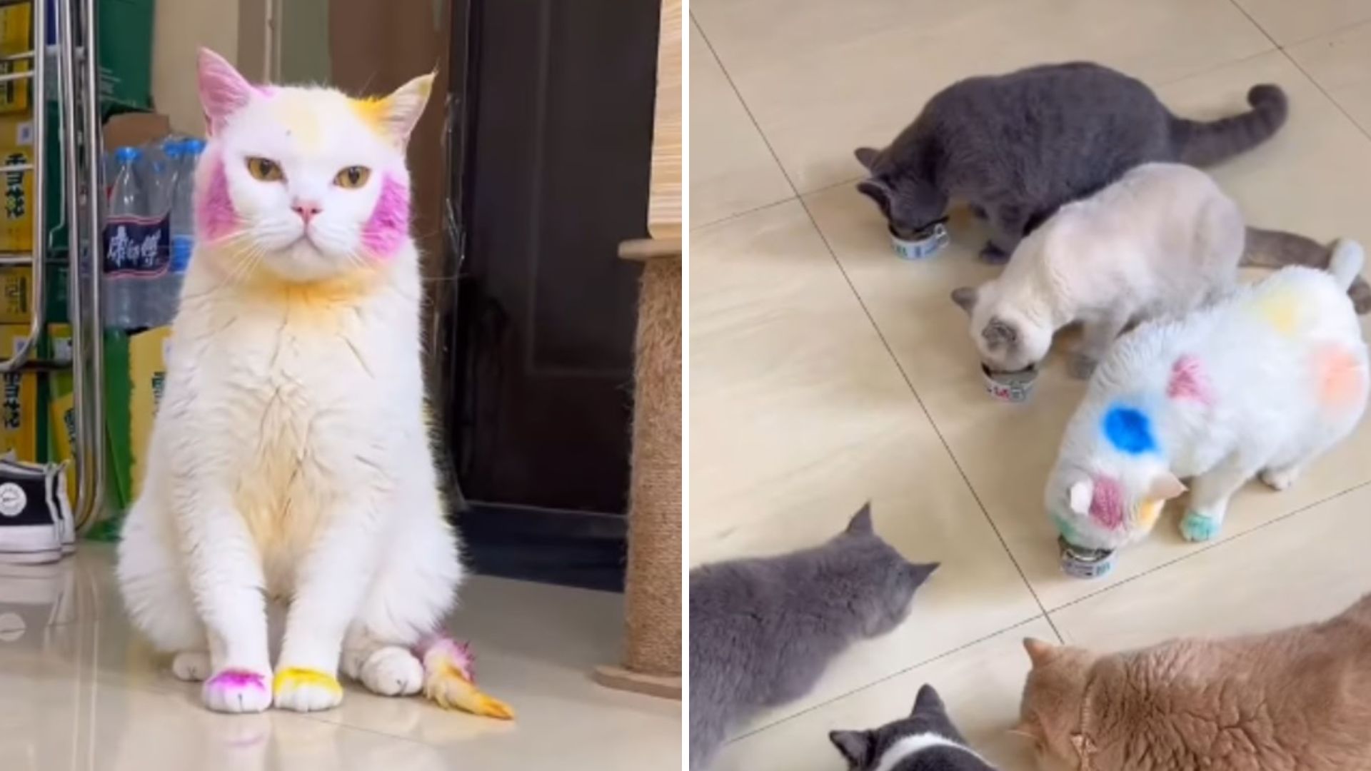 cat with dyed fur