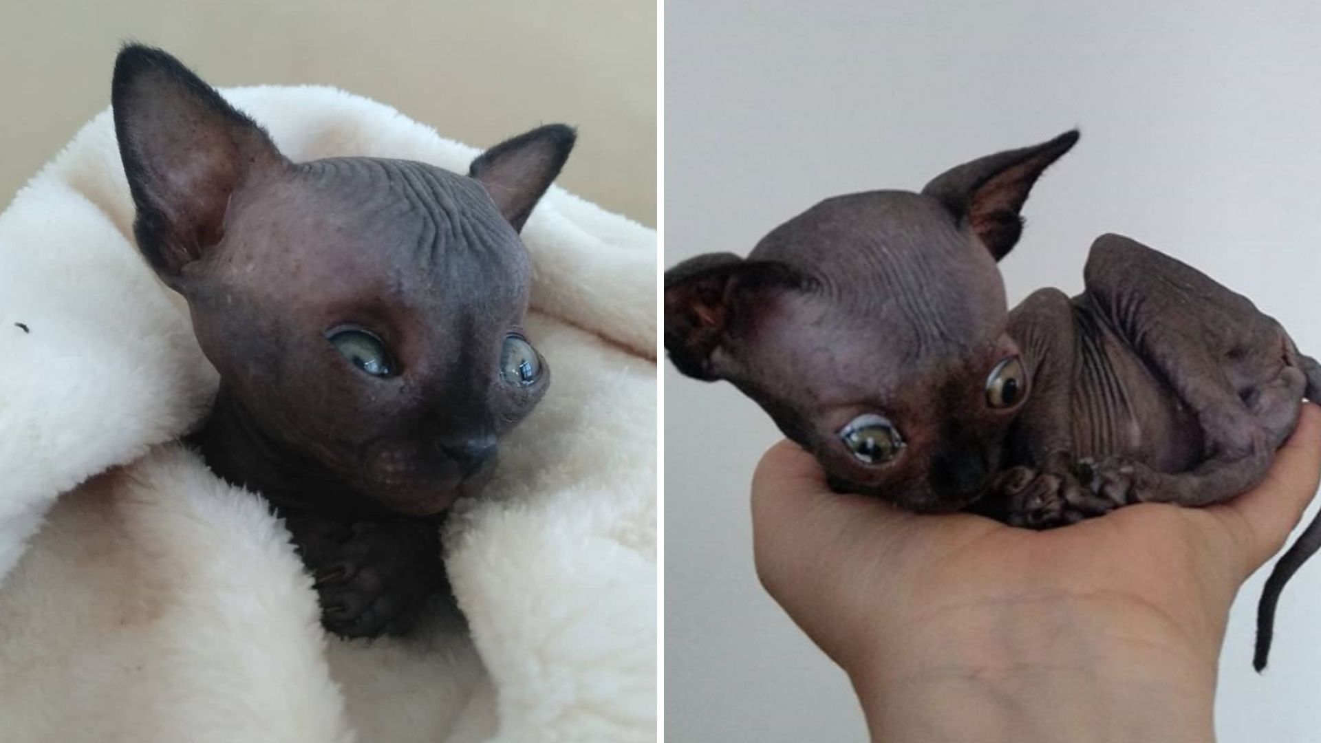 sphynx with rare condition