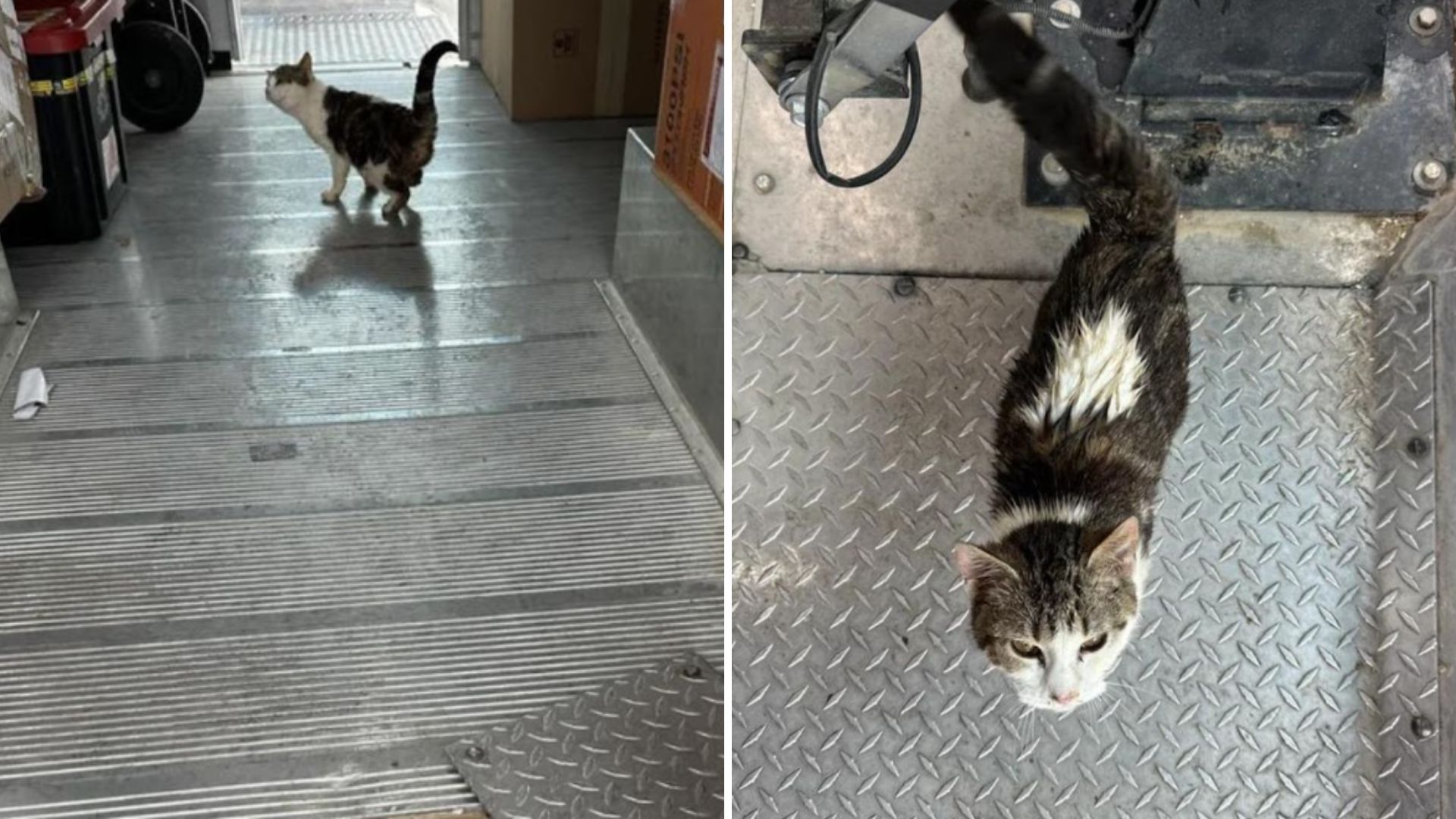 cat in an ups truck