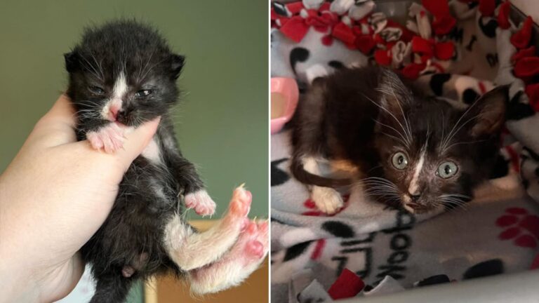 Illinois Woman Follows Desperate Cries To A Barn Only To Find Two Brothers Huddled Together
