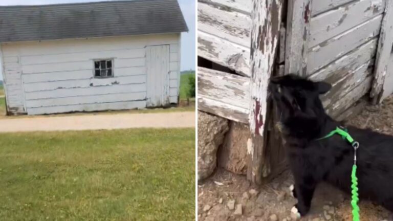 cat revisits shed where he was rescued