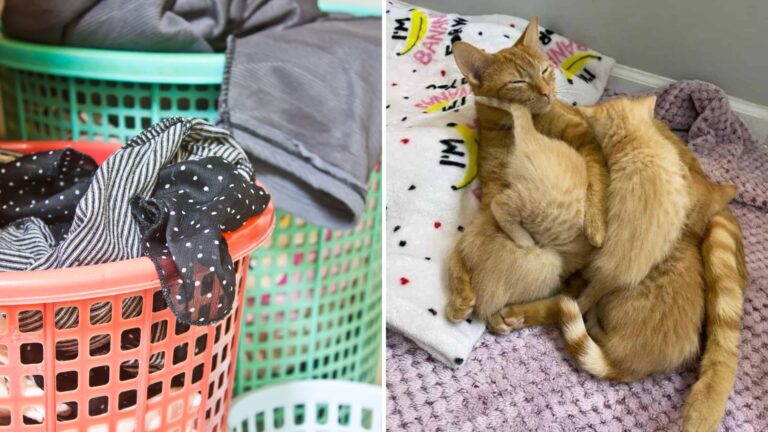 Indiana Cleaner Gets A Shocking Surprise When 10 Tiny Eyes Look Back From A Laundry Basket