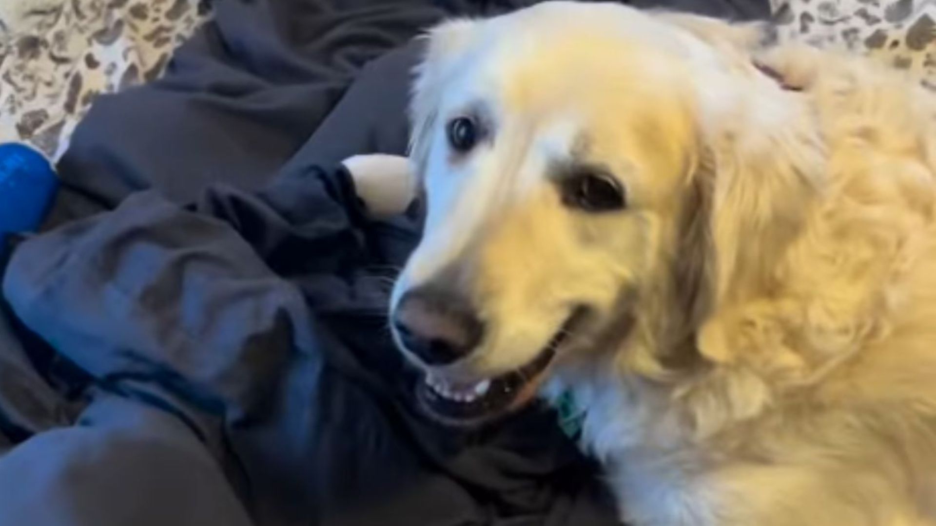 anxious dog cant bear being home alone