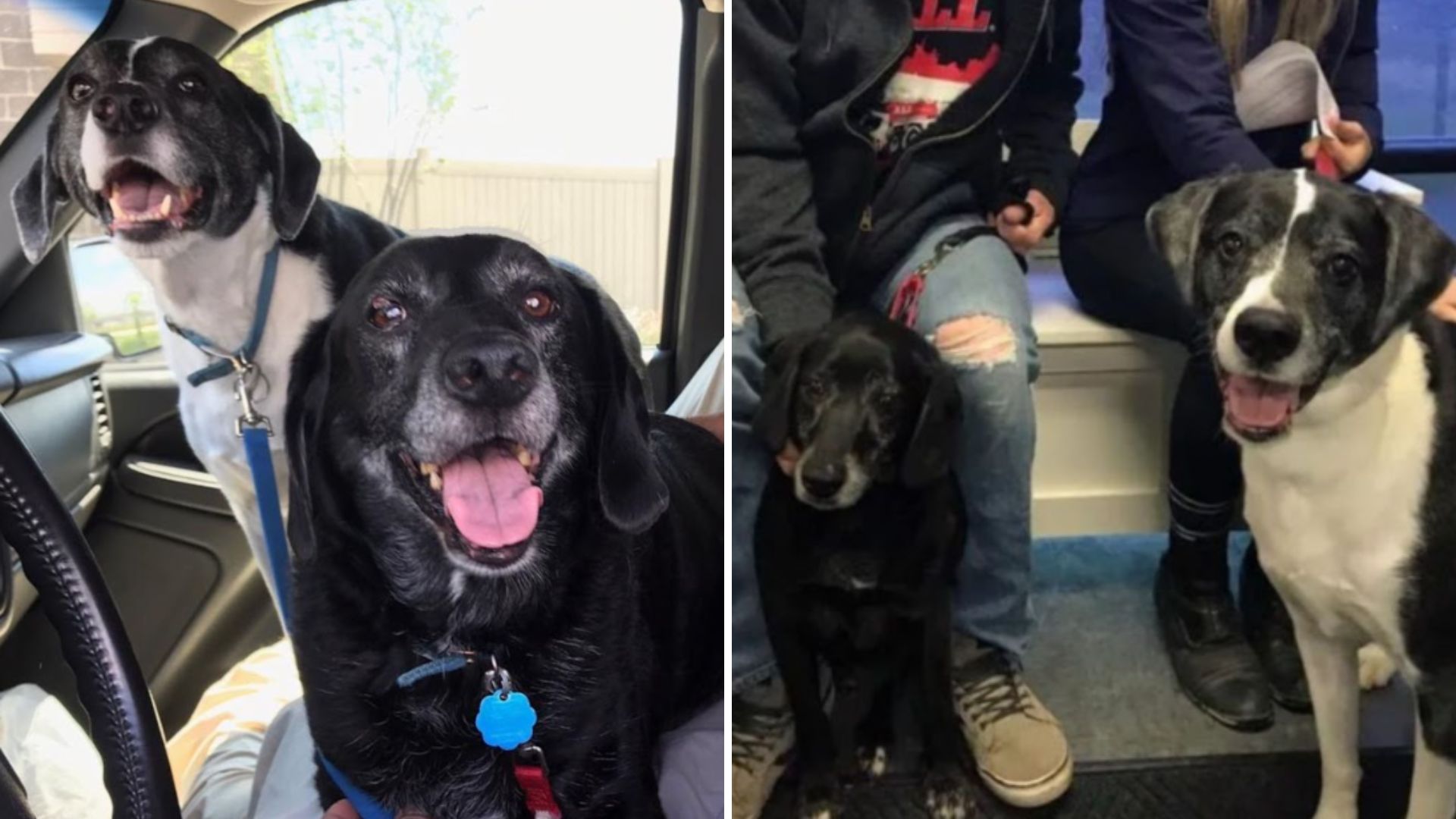 two dogs