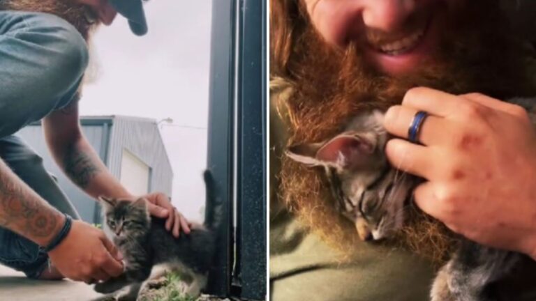 tiny kitten saved