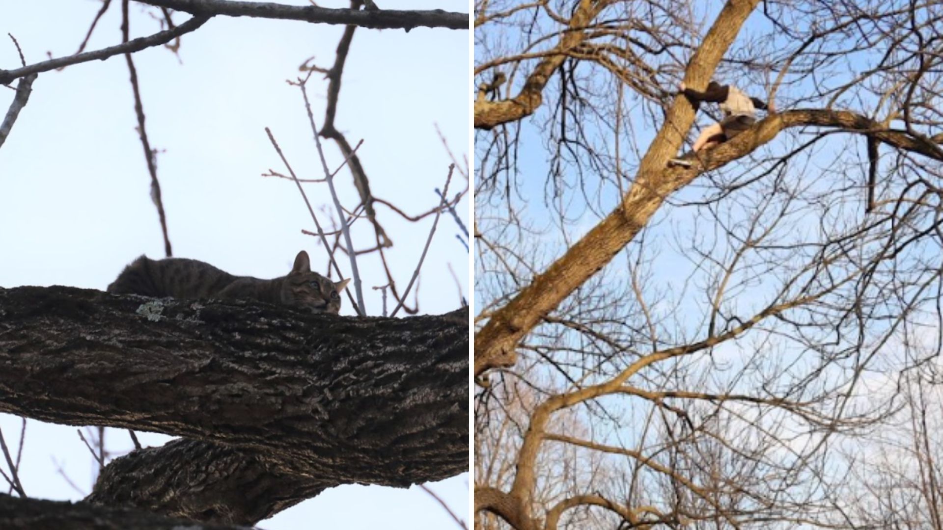 teen stuck in tree