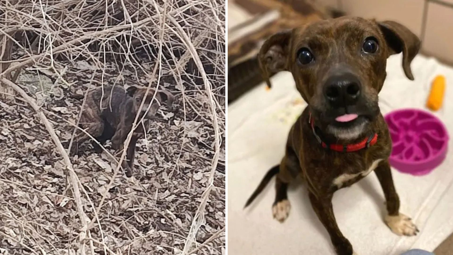 dog found in the woods