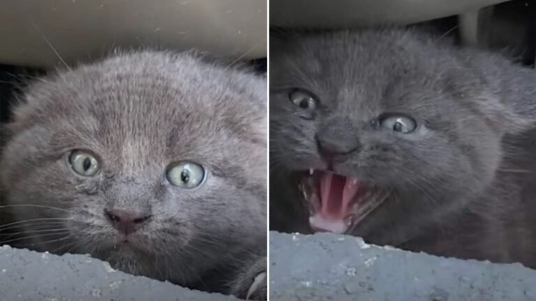 Indiana Woman Caught Off Guard When A Feisty Kitten Peeks Out From Beneath The Trash Cans