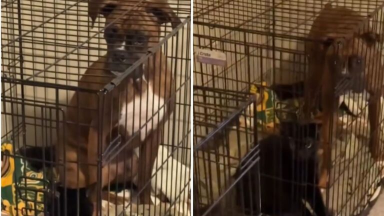 Indiana Woman Comes Home To Discover Her Dog Locked In A Crate With An Unexpected Guest