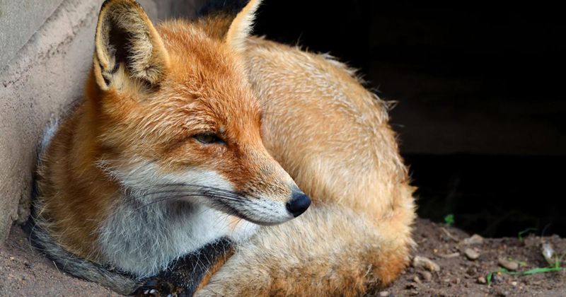 Resourceful Red Foxes