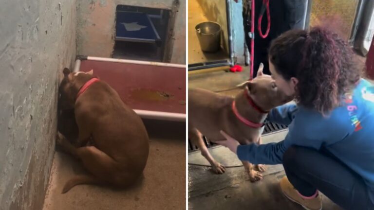 Injured And Heartbroken, New Jersey Pup Struggles To Understand Why Her Family Left Her Behind