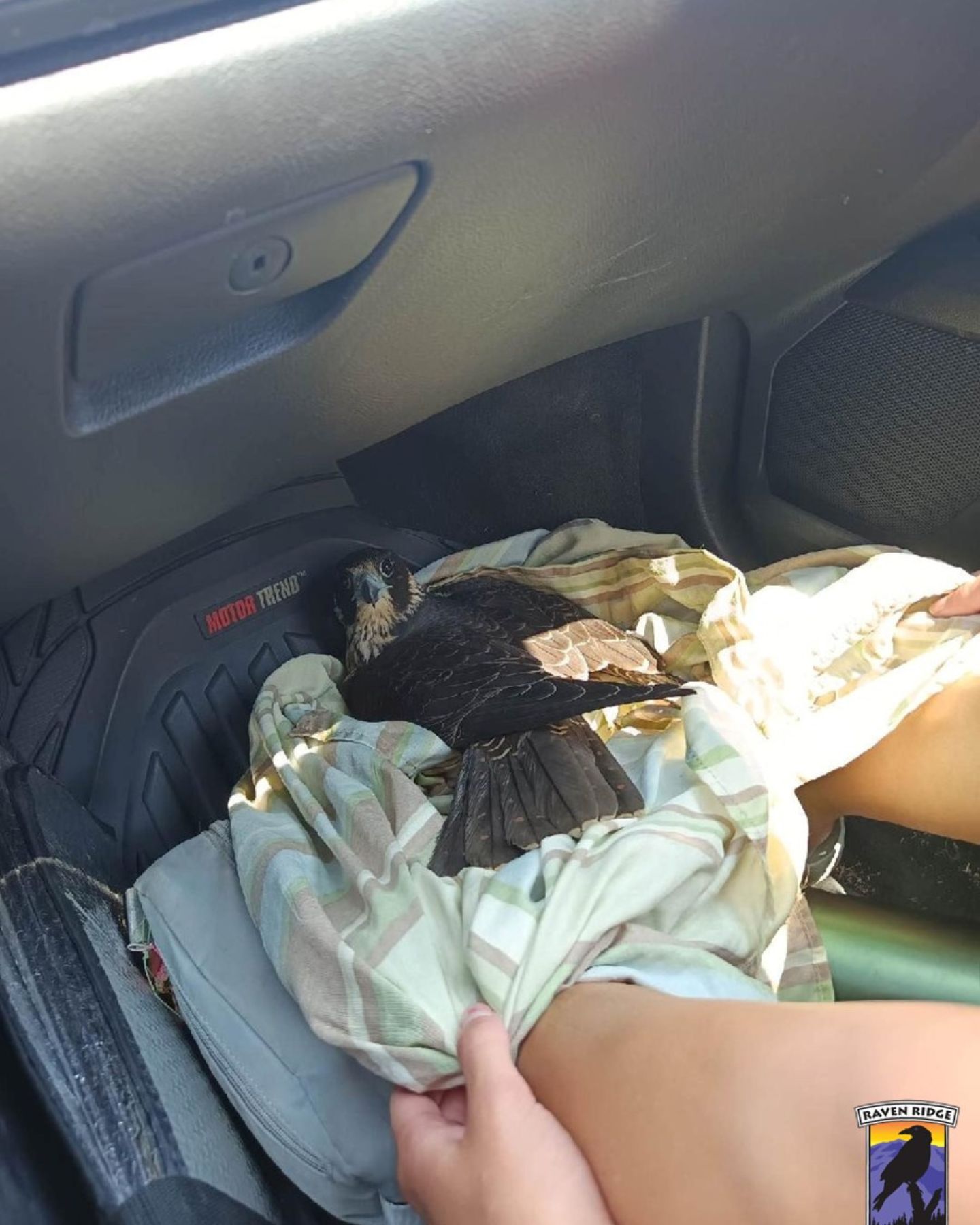 Injured Fastest Predator in a car