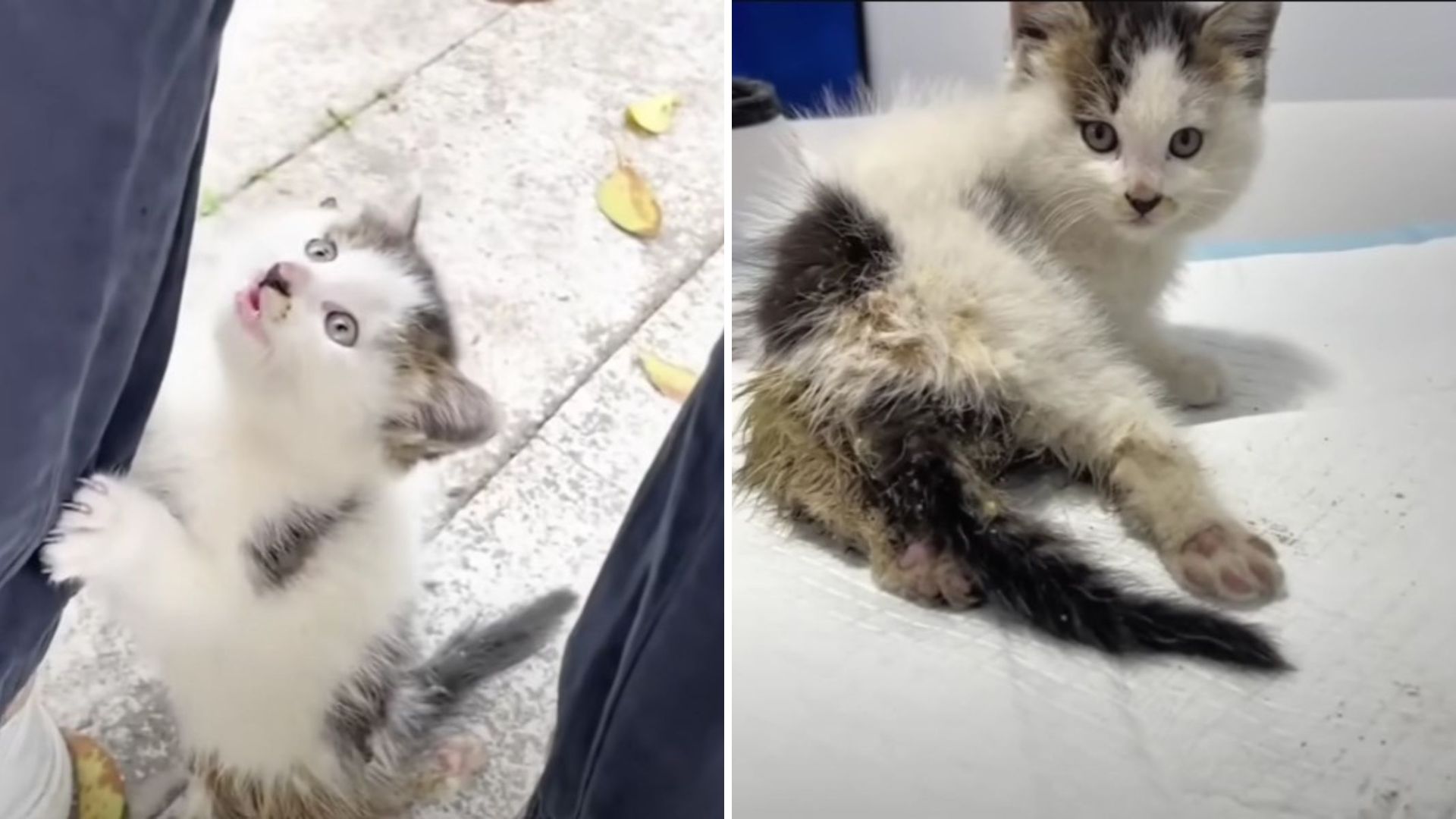 injured kitten