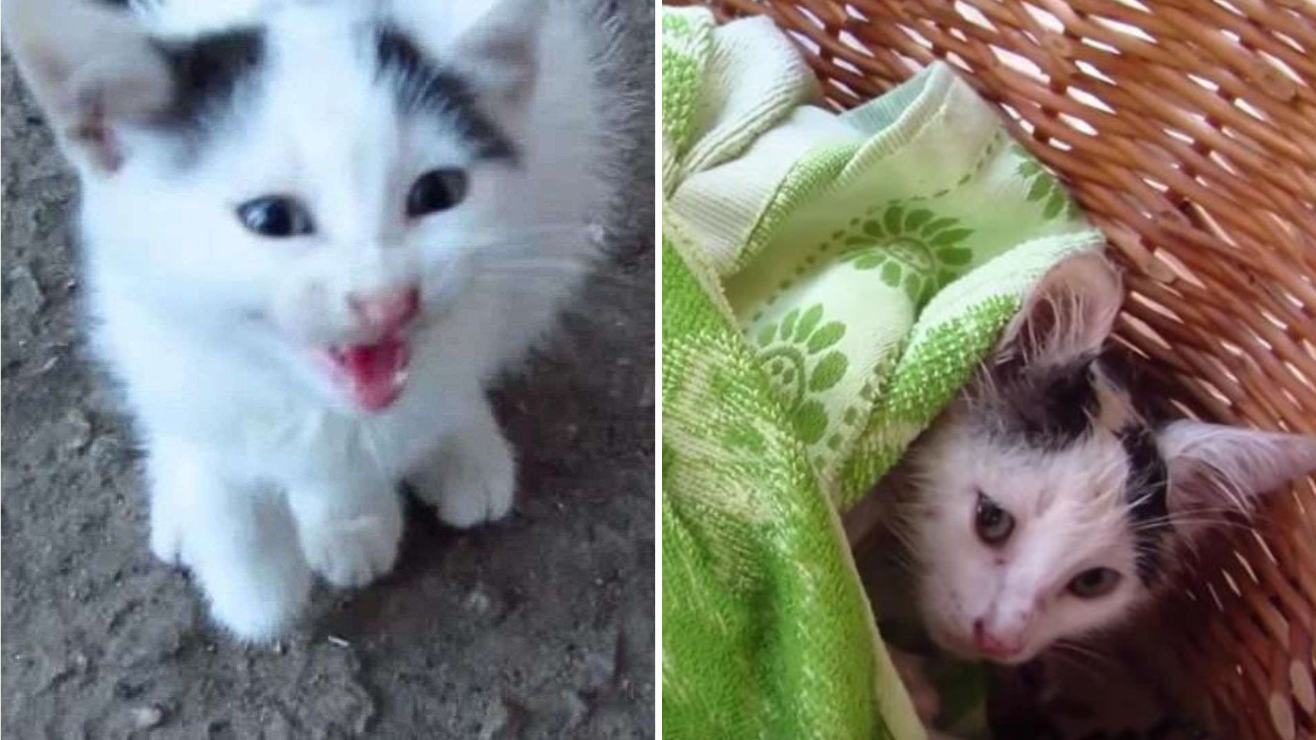 injured kitten