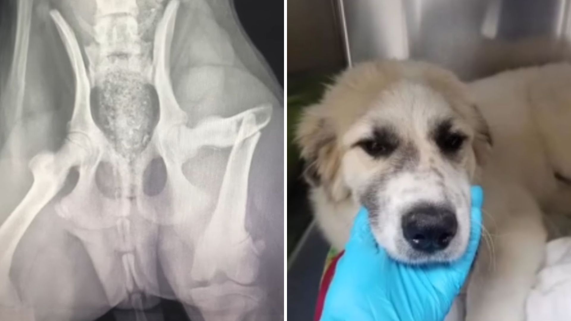 vet adopts injured dog
