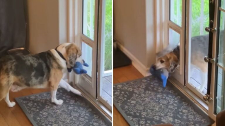 dog carrying a toy