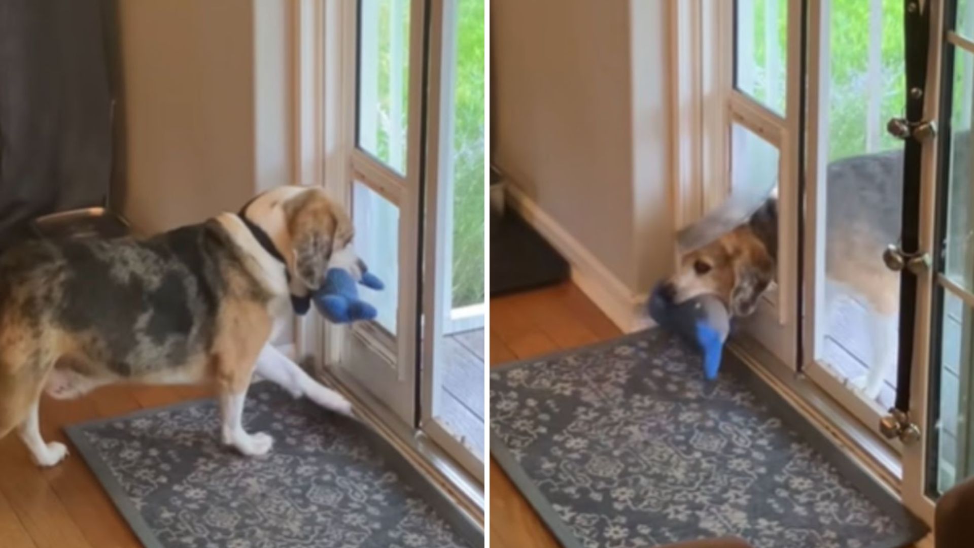 dog carrying a toy