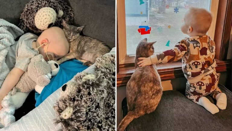 rescue kitten and a little boy
