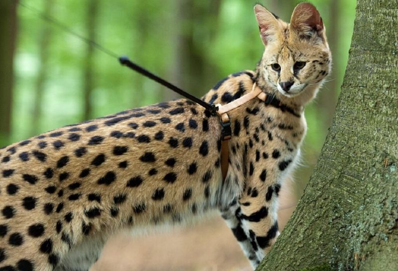 Savannah Cats